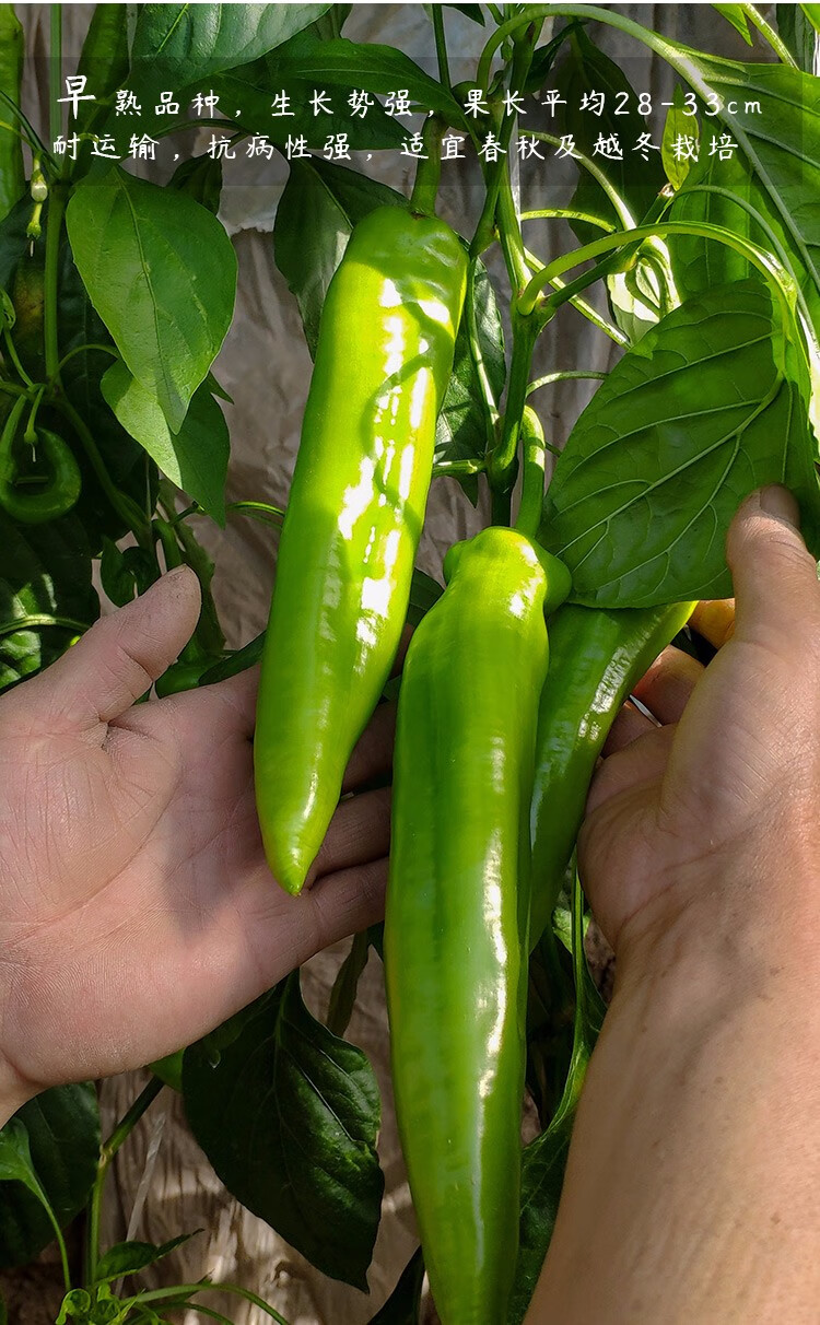 神禾特大牛角辣椒种子苗子薄皮菜椒苗东北大汉牛角椒种子150粒50粒x3