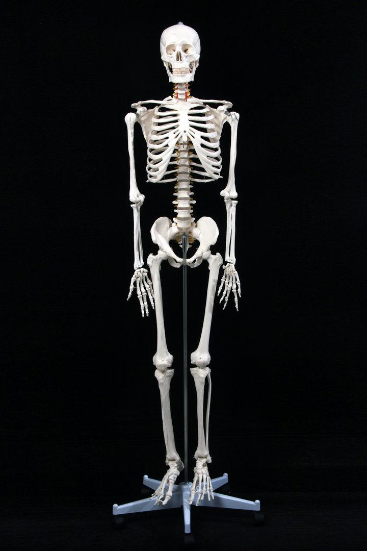 脊柱模型 标准170cm180人体全身骨骼模型 骷髅骨架标本脊柱 180女性