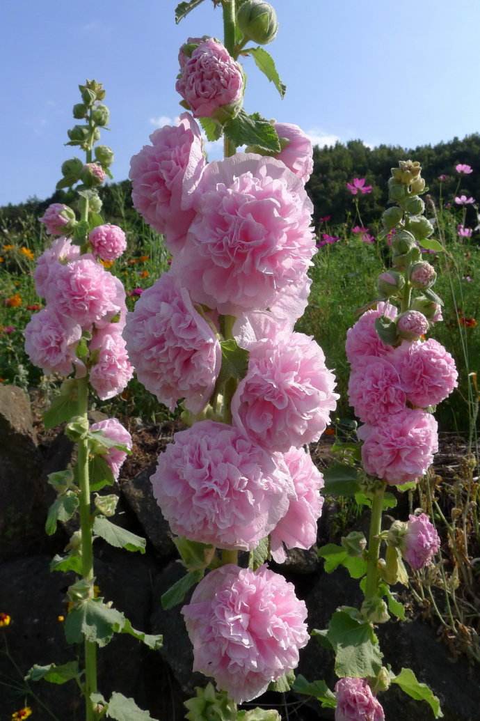 重瓣蜀葵花种子花籽四季播易活混色一多年生丈红种子戎葵花草种籽重瓣