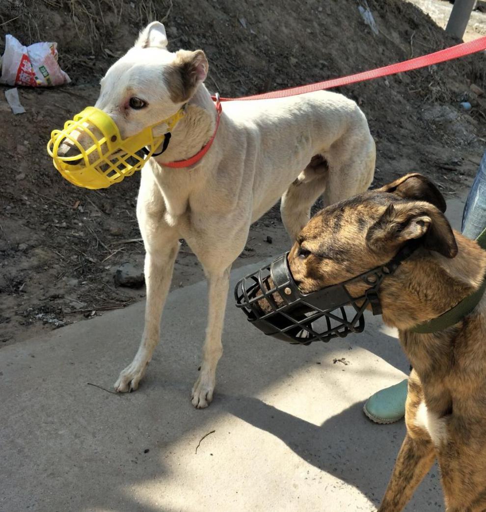 格力犬口笼狗口罩嘴笼套口笼细狗嘴套惠比特格惠防咬灵缇口罩狗 黑色