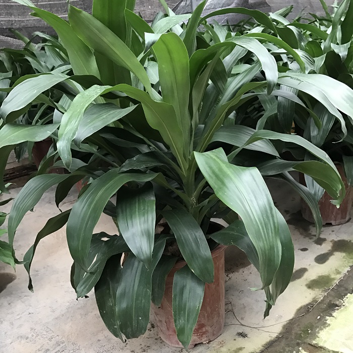 园艺螺纹也门铁金边巴西铁树盆栽香龙血树室内植物客厅绿植花卉木植物