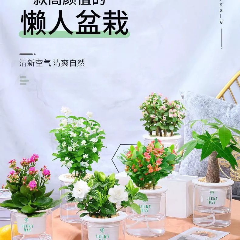 2，花卉盆栽發財樹辦公室小綠植室內好養梔子花綠蘿水培植物多肉鮮花 發財樹+富貴竹 不含盆土