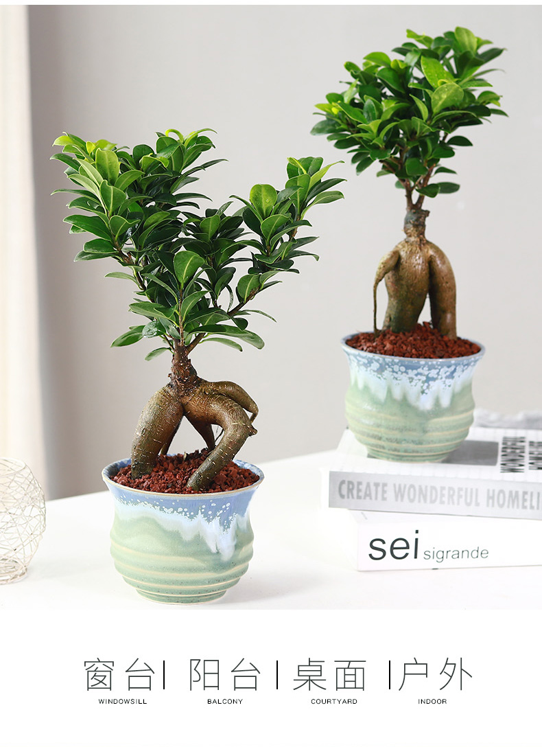 星派果小叶榕树盆景细叶榕人参榕老桩树桩盆栽花卉植物室内桌面阳台好
