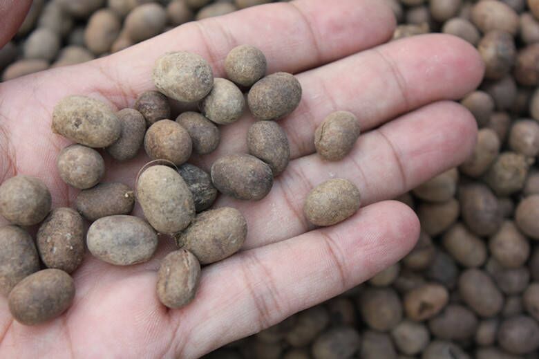 族萃画眉鸟活体饲料 2022年新货洋辣子蛋 高营养活虫 250克【图片 价