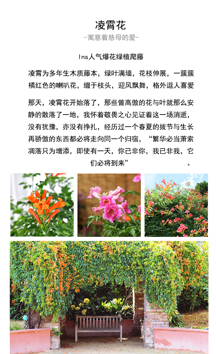 亿博园艺耐寒凌霄花苗爬藤植物四季开花卉绿植盆栽庭院阳台炮仗花绿化