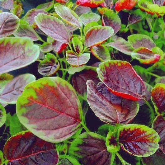 红苋菜 新鲜蔬菜苏北农家自种 红旱菜露天蔬菜现摘带根汉菜红米苋 1斤