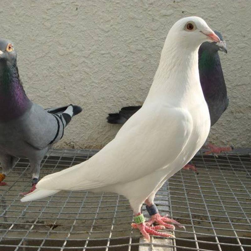 鸽子活一对原配信鸽赛鸽肉鸽观赏鸽小鸽种鸽活物鸽子苗包活体精品白