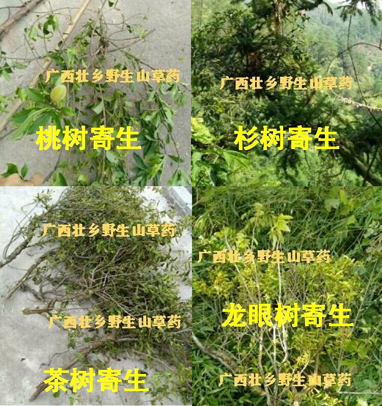 壮乡松树寄生 马尾松寄生 高山松寄生 松木寄生 可订采鲜品 默认规格