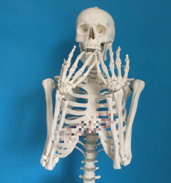 人体骨骼模型45 85 170cm医学美术瑜伽小白骷髅教学全身脊椎骨架 45cm