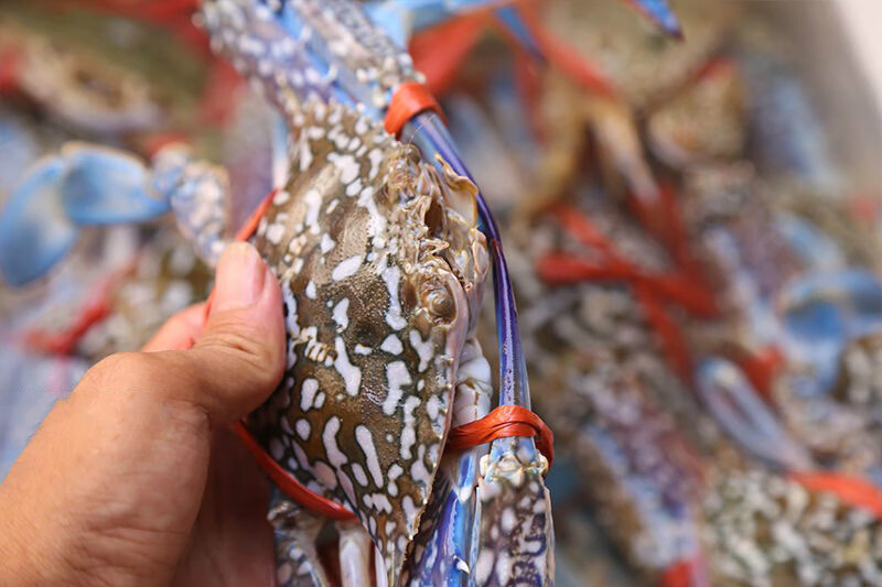 5折 梭子蟹 兰花蟹 湛江特产 海鲜新鲜蟹 鲜活海蟹 母蟹 膏蟹 中大