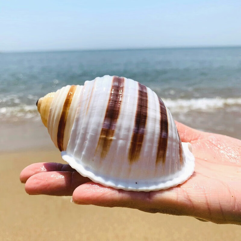 琴螺 天然贝壳大海螺 鱼缸水族箱装饰品卷贝鱼繁殖壳多肉花盆摆件 深