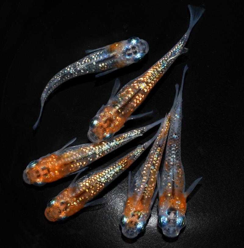 青鳉观赏鱼魔法鱼冷水鱼小型锦鲤金鱼淡水鱼原生鱼好养活体大蛇21三条