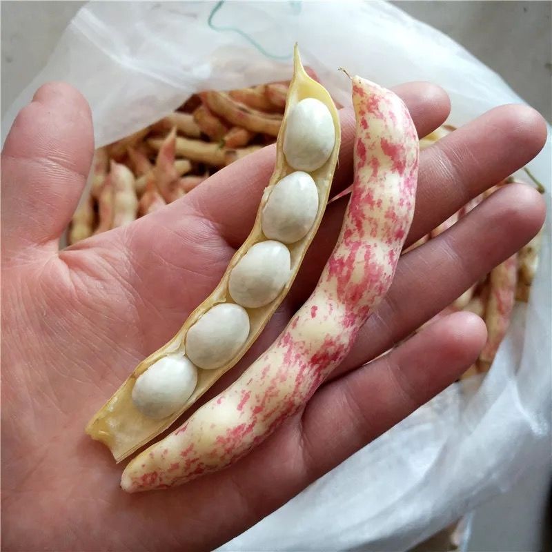 东北油豆角黄金钩豆角新鲜速冻鼓豆豆角勾勾黄豆角绿色 新鲜速冻勾黄3