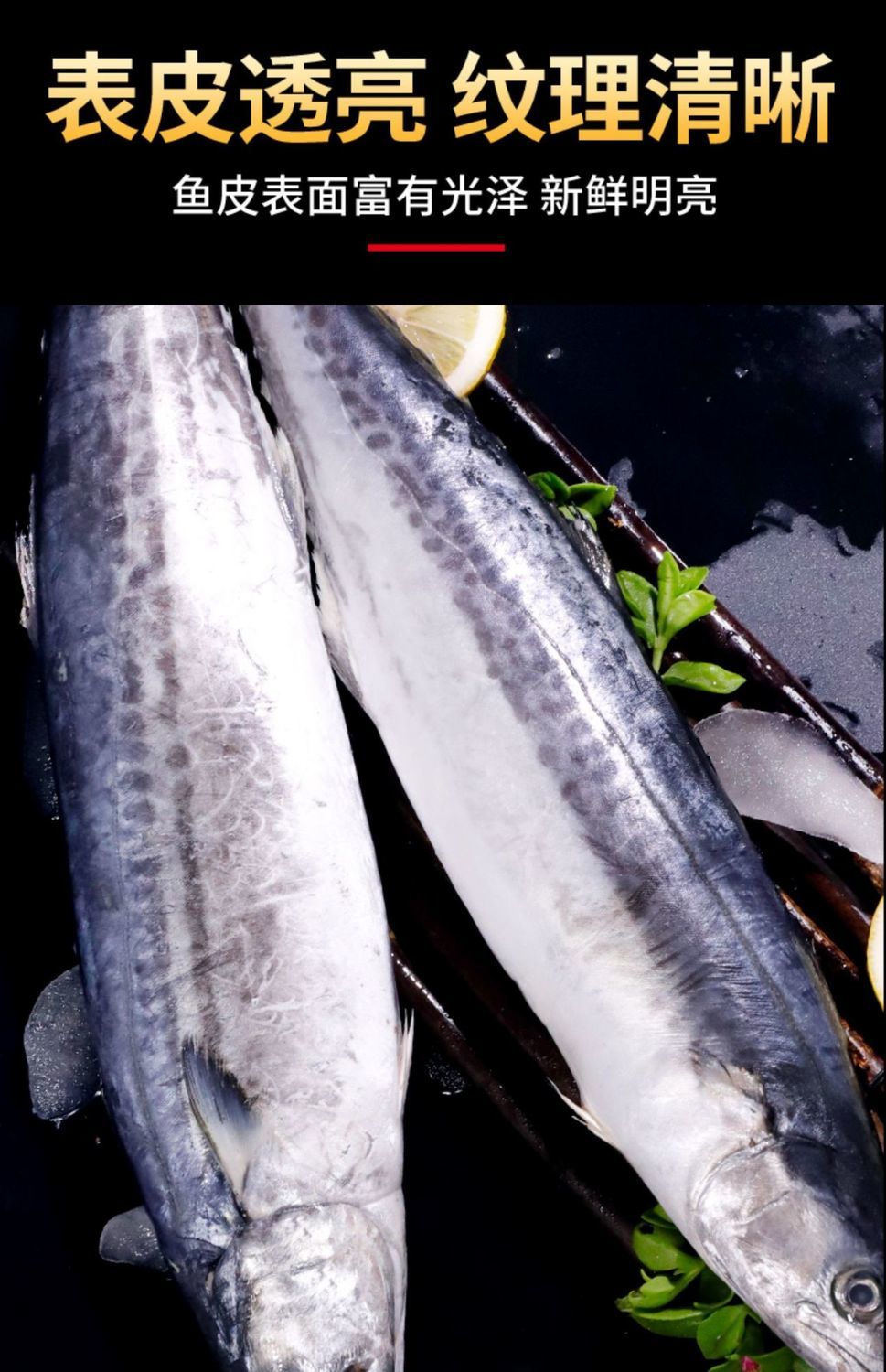 順豐青島鮁魚新鮮特大號馬鮫魚批發一整箱燕鮁魚新鮮海鮮三斤裝中號