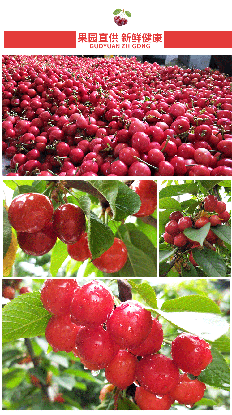 春耕牛顺丰空运隔日达正宗山东大樱桃露天5斤红灯樱桃新鲜水果国产