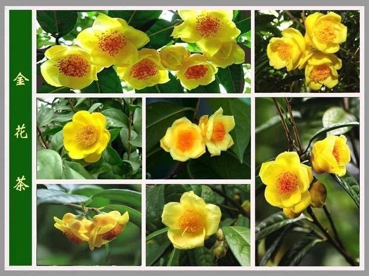 广西防城港金花茶树苗盆栽庭院山茶花好养活耐寒绿植品种花卉稀有白花