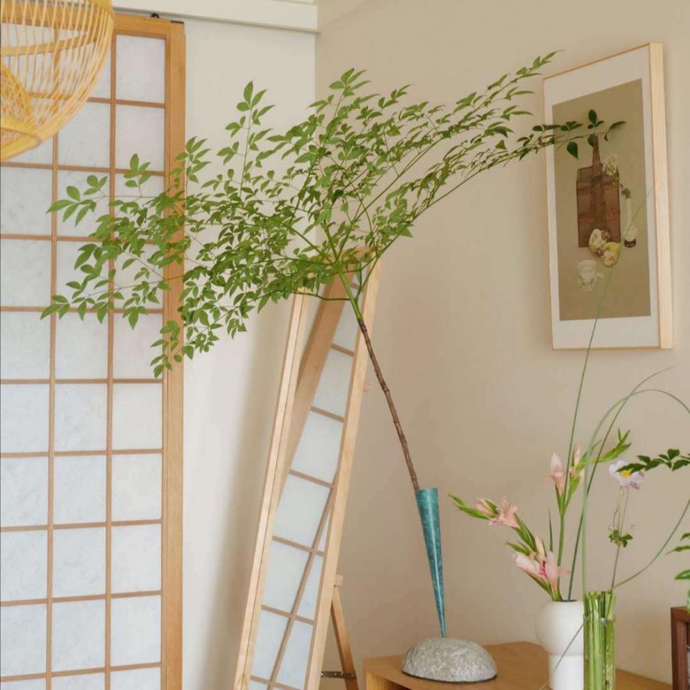 秋色南天竹带根水培植物南天竹国风土载水养绿植室内客厅鲜切盆栽火焰