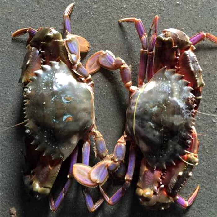 野生大红腿鲜活赤甲红螃蟹新鲜石夹红火燎蟹子海蟹两只装连云港海鲜