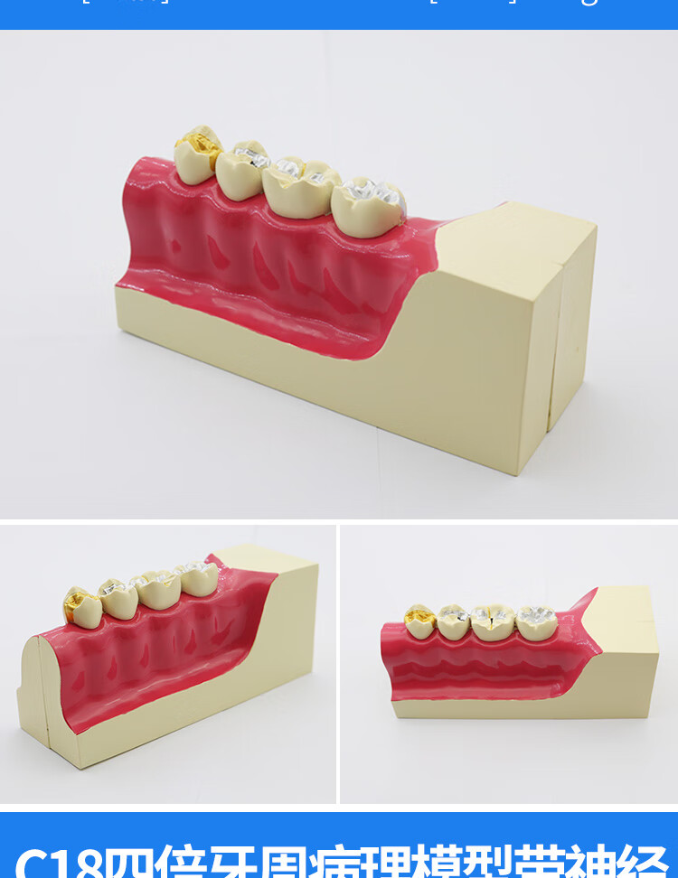 升级新款教学牙齿模型口腔模型练习牙模型模具牙齿模型牙科教学模型可