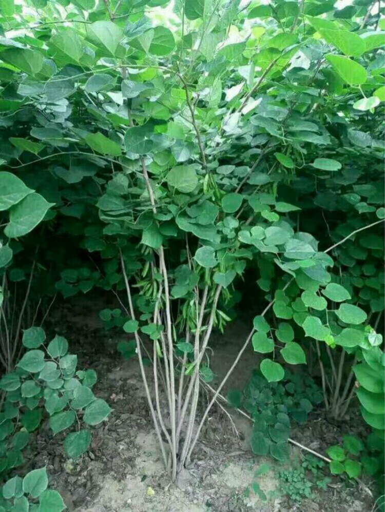 紫荆花树苗 庭院绿化工程行道树苗绿篱色块拆迁占地树苗多花满条红