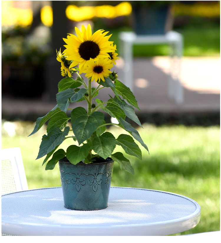 定制适用室内桌面好养向日葵盆栽小植物四季易活薰衣草紫罗兰凤仙花