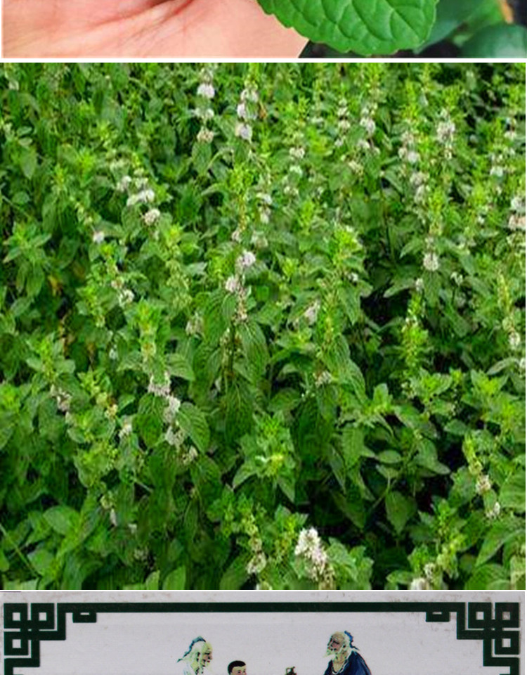 甜薄荷种子 留兰香薄荷种子 食用薄荷 味道浓郁蔬菜花种 甜薄荷50粒