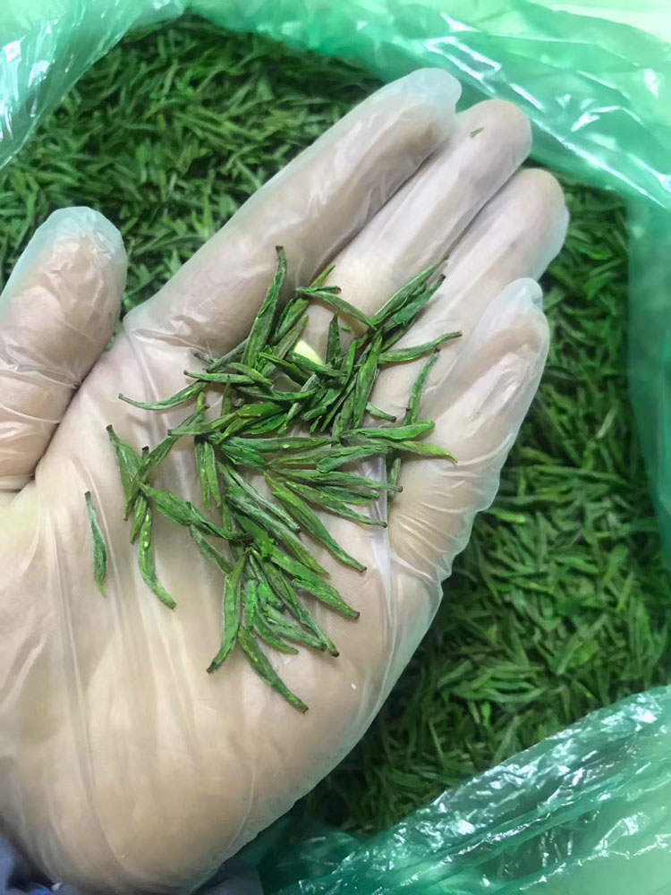 预售2022新茶明前茶开园头采长兴核心产区顾渚紫笋茶贡品高山绿茶