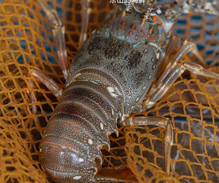 青龙龙虾 1只 东山岛海鲜 海捕鲜活大龙虾冻新鲜青龙虾 600g【图片