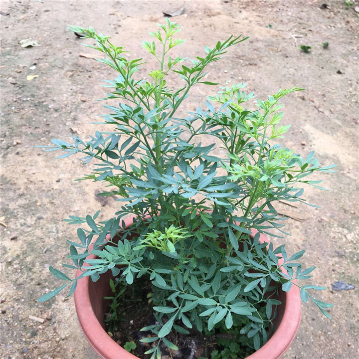 贼仔草芸香草 防蛇植物盆栽 臭草香茅筋骨草 高20cm多分枝 不含盆