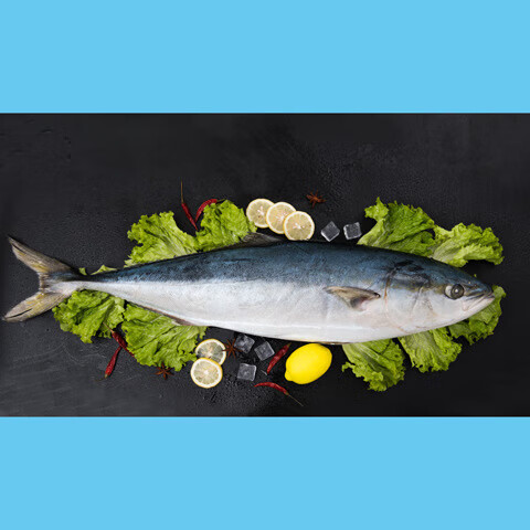 海鱼大鱼特大黄金鲅鱼青甘鱼深海鱼一条净重22斤以上山东冷冻水产 22