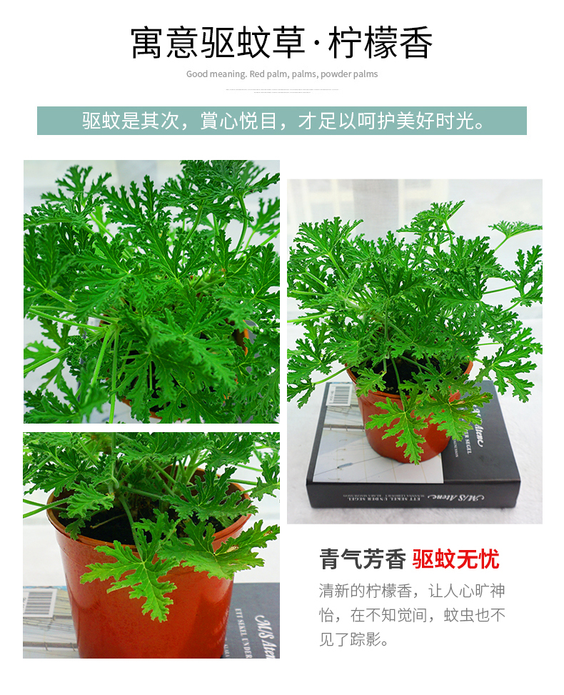 夏季驱虫驱蚊植物四季薄荷盆景树桩室内驱蚊草清香木浓香型好养花卉