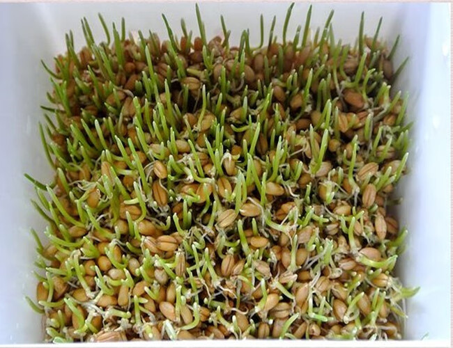 新鲜小麦草种四季做麦芽糖榨汁猫草小麦粒发芽土壤小麦种植 种子2斤装