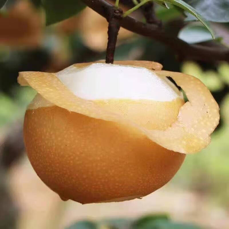 正宗丰水梨黄皮梨脆甜多汁子薄皮梨绿色水果新鲜现摘冰糖梨 5斤大果