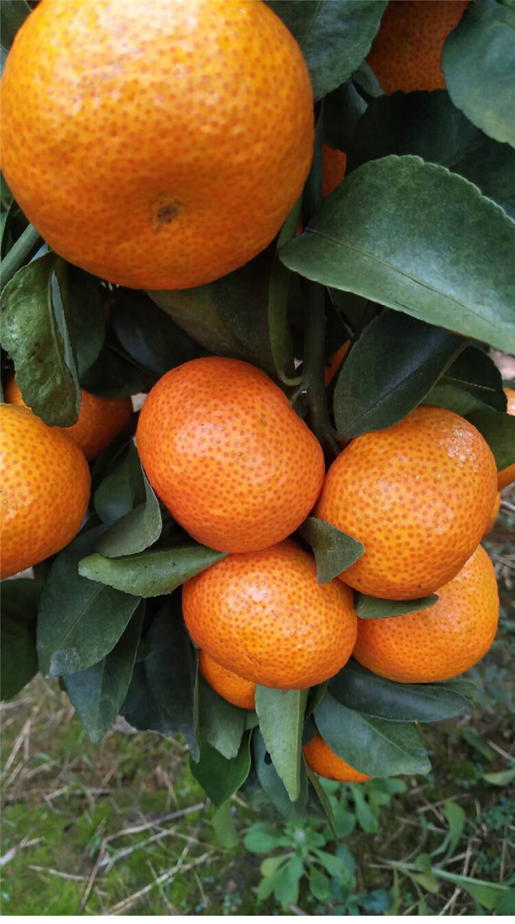 广东四会沙糖桔当季新鲜水果小砂糖橘子无核薄皮10斤顺丰孕妇精选大果