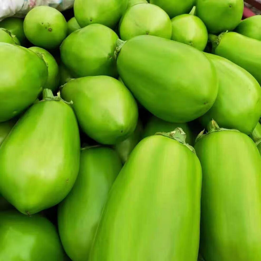 玫栀河南特产绿茄子农家自种新鲜绿皮茄子生吃青茄子2500g
