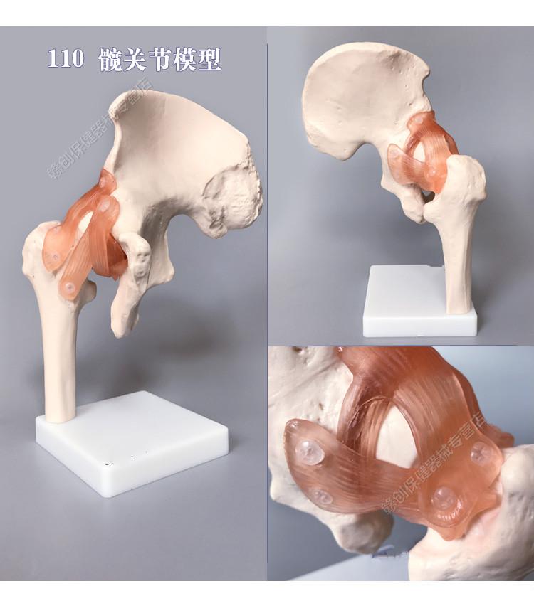 品牌优选人体关节模型骨骼手肘腕脚踝骨肩膝关节髋骨科附韧带医学教学