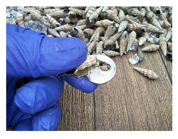 小海锥锥海螺海瓜子海螺丝海抽海嘴嘴海螺丝鲜活发货 1000g【图片