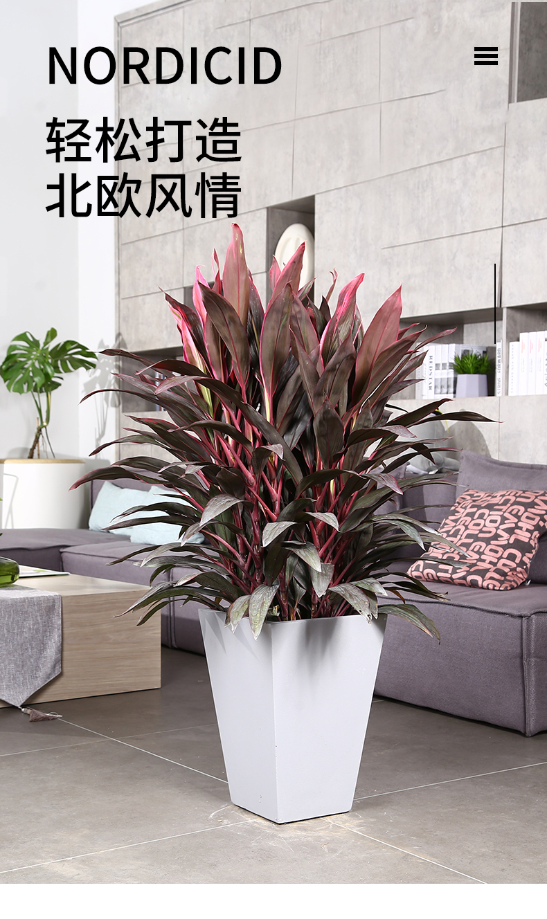 恒日晟红叶朱蕉盆栽大型室内客厅卧室红叶铁植物新房家用大绿植 红叶