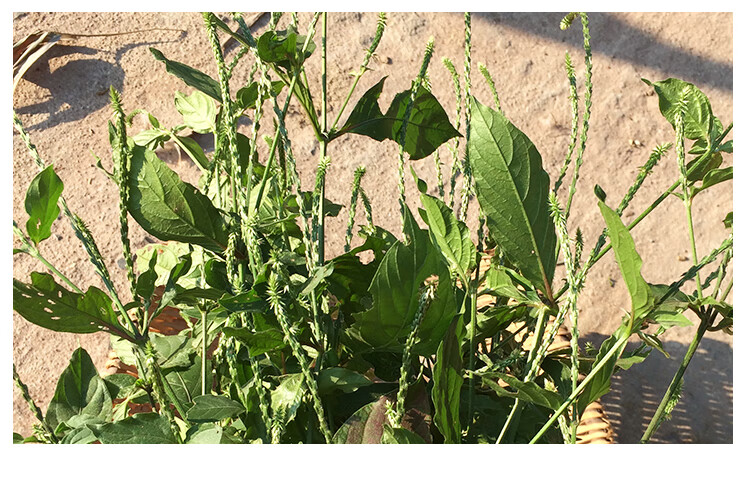 fghgf 倒扣草农家新鲜倒钩草倒刺草土牛膝扭伤土牛夕节骨草 牛夕节骨