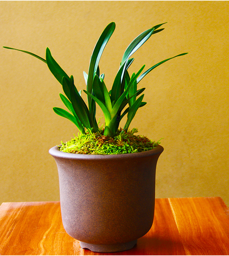 矮种兰花苗达摩灵素荷四季常绿兰花浓香室内花盆栽花卉室外绿植达摩