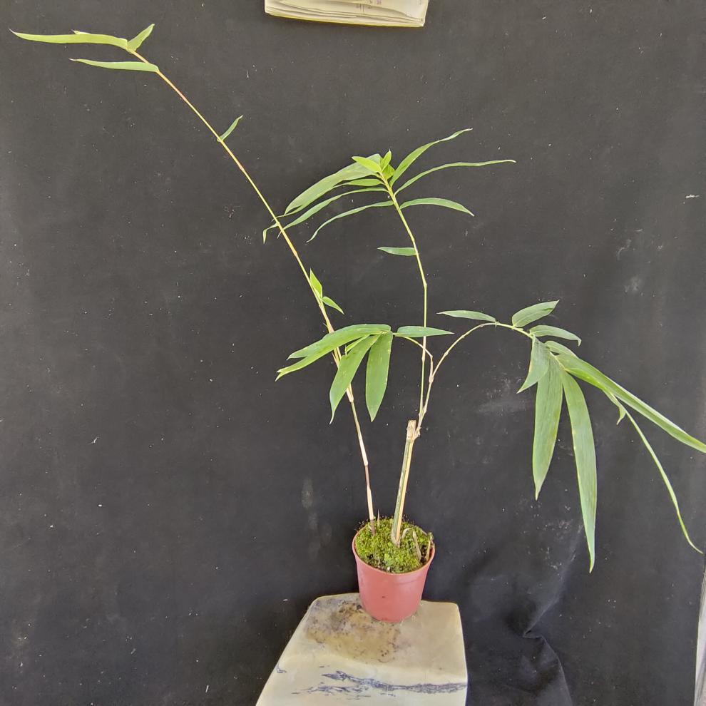 金丝佛肚竹正宗金丝佛肚竹盆栽红竹苗红寒竹红观音竹朱竹簕竹头老桩