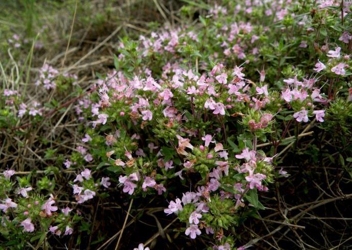 甘肃野生地椒花百里香炝浆水天然香料地椒子山胡椒人工采摘花苞朵25g