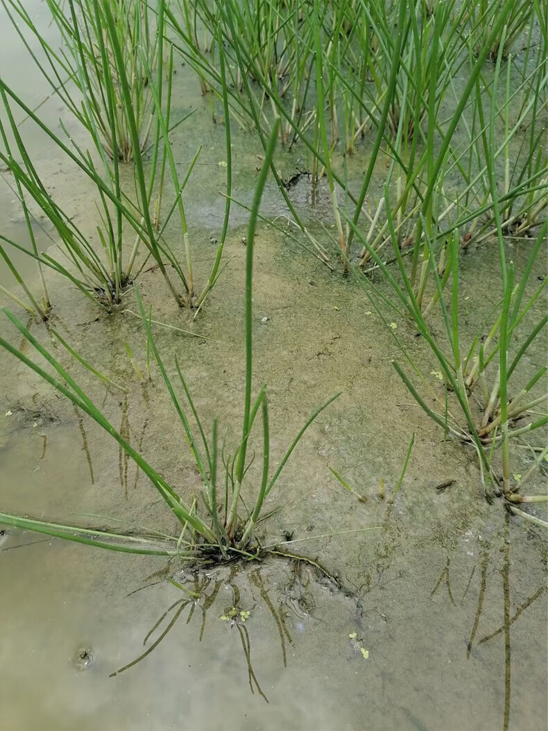 姜芮广西桂林荔浦马蹄苗荸荠种植苗种子脆甜无渣水果高产马蹄苗10棵苗