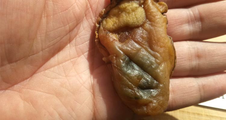 深圳特产沙井蚝豉生蚝干牡蛎干海蛎子水产海产品海鲜干货展志曼智