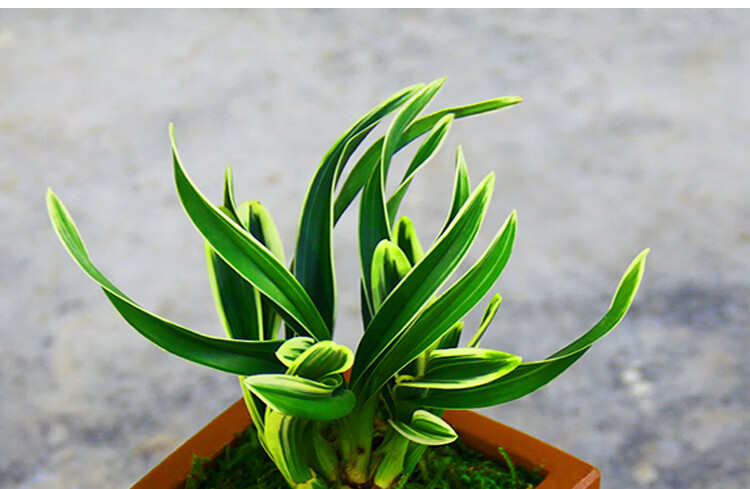 金边兰花墨兰达摩冠矮种迷你室内盆栽办公室桌面绿植花卉阳台黄金虎5