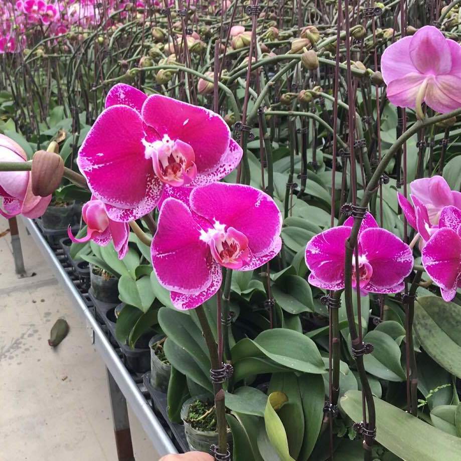 【金边小飞象】蝴蝶兰盆栽带花苞带盆花期长室内客厅花卉春节开花 田