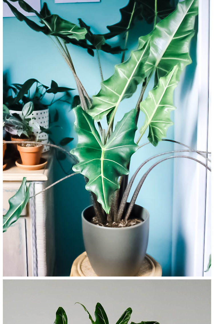 海芋斑马大仙女植物盆栽花卉铜叶室内网红观叶大型热带绿植 尤卡坦