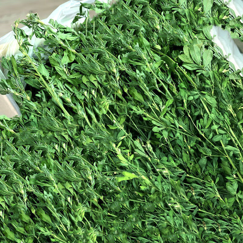 苜蓿草紫花苜蓿草饲料幼兔兔子草龙猫草荷兰猪草牧草兔粮苜宿草 苜蓿