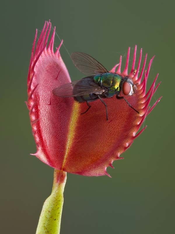 捕蝇草盆栽室内吃蚊子苍蝇的植物吃蚊草捕蝇草消灭蚊虫带盆栽好发