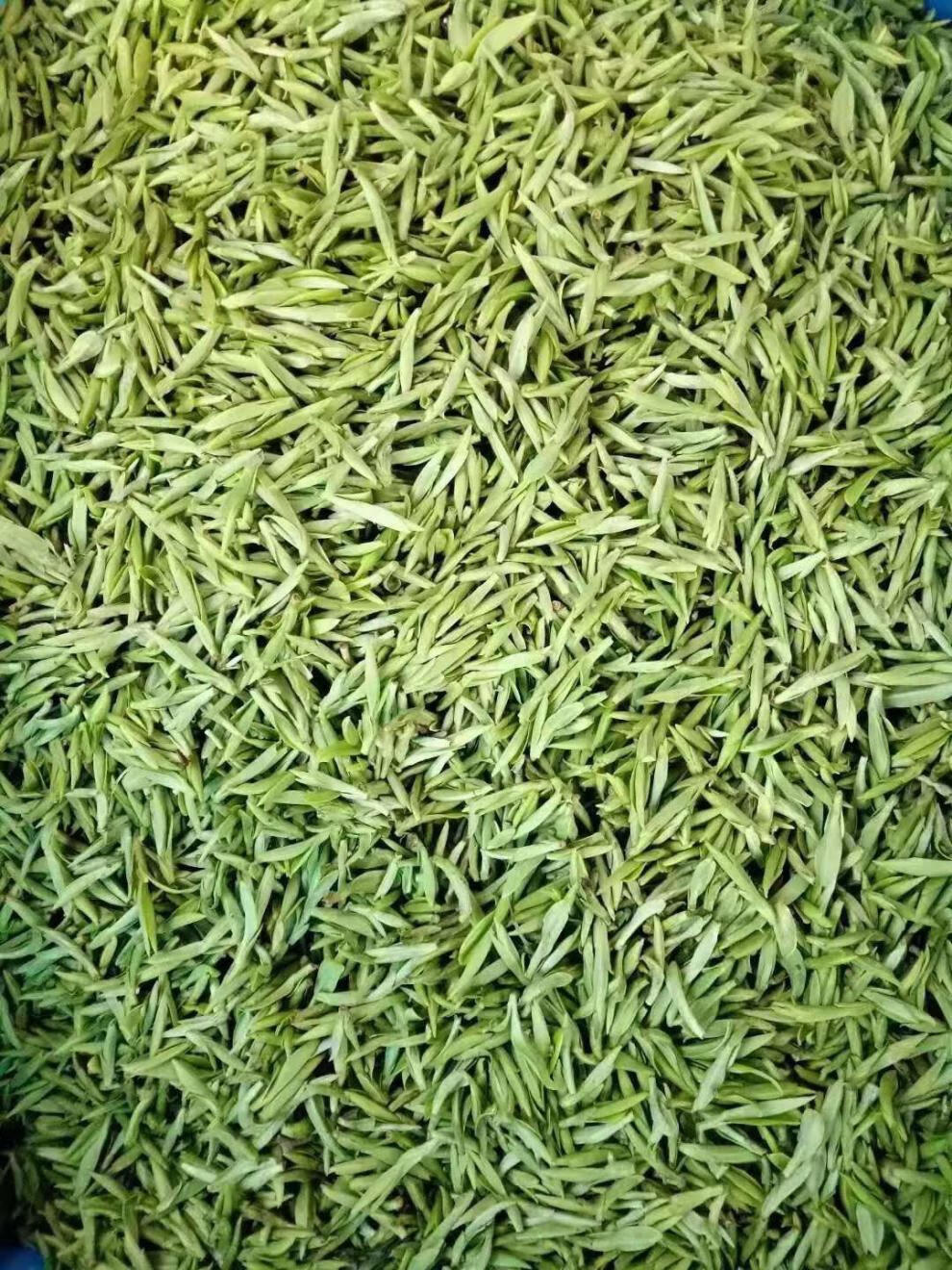 雪水云绿头采精品桐庐茶叶2021年新茶嫩芽明前绿茶针形茶叶100g罐装